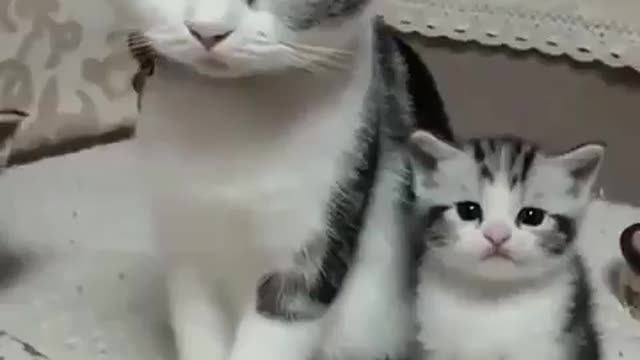 Cute little kitten looksLike it's mother