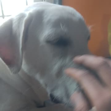 My dog are sleeping in a table in window so cute