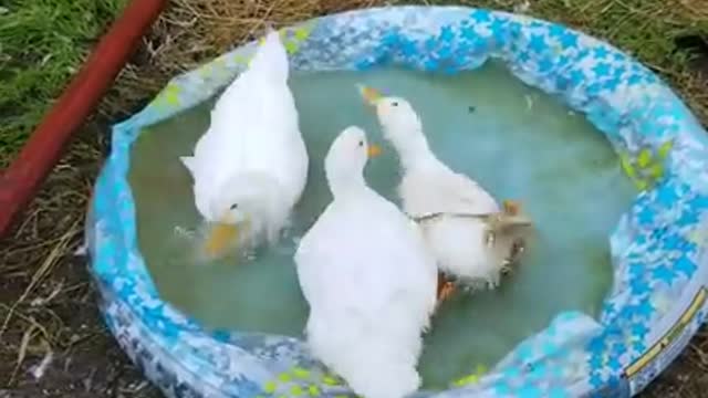 Amanda Grace Talks...SUMMERTIME POOL PARTY!!