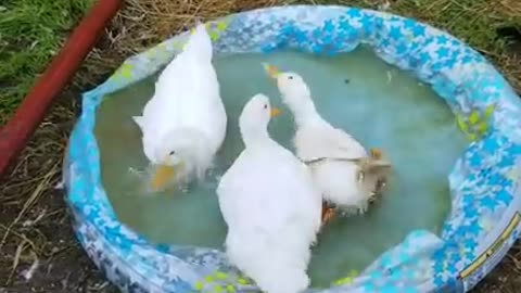 Amanda Grace Talks...SUMMERTIME POOL PARTY!!