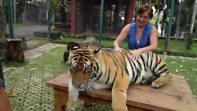 Tiger training video