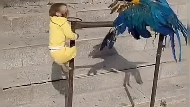 parrot monkey funny