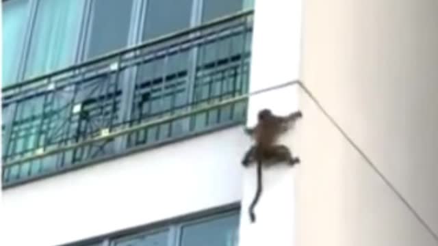 Clever Monkey Came Down By Slippery At High building | #trendy