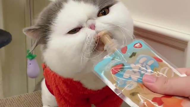 Just a greedy little kitty