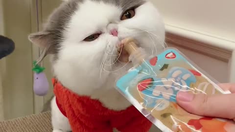 Just a greedy little kitty