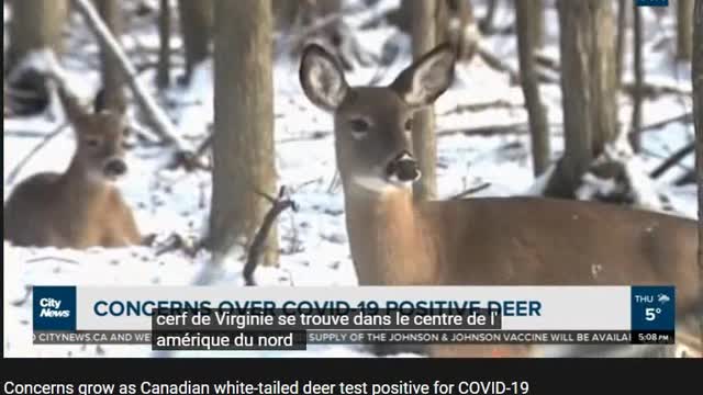 Amérique du nord: plus de 80% des cerfs contaminés au covid-19