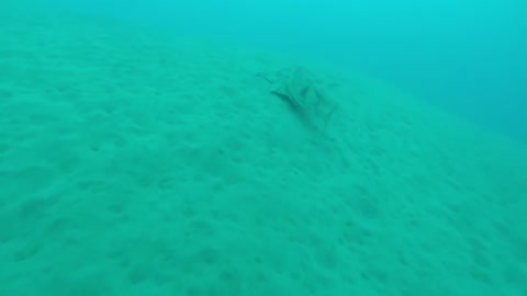 Angel Shark Hide in the Sand