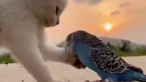 Cute Animals _ Super Funny Dog Videos