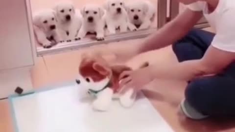 DOG TRAINING FUNDAMENTALS | Cute and funny dogs #Shorts