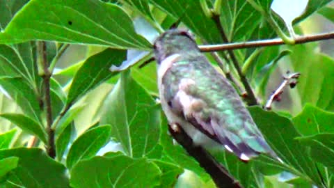 Hummingbird