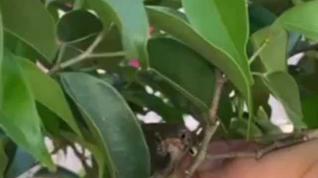 lost baby bird