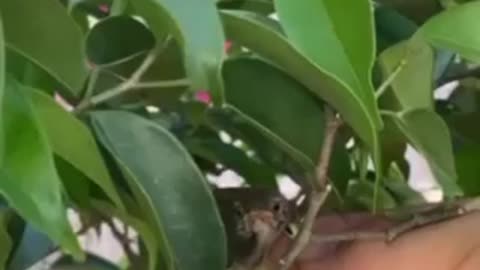 lost baby bird