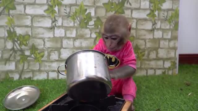 Monkey baby Bin Bin chicken kfc chef amee dog