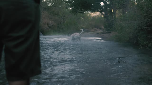 dog in the water