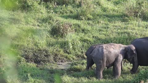 An elephant walks beautiful in the woods