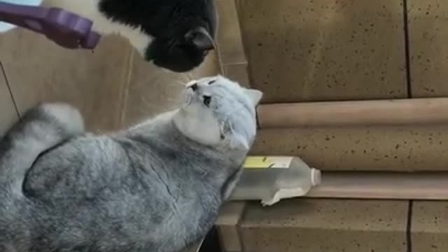 Cute Cat, but they are fighting for what? Violent cats fighting