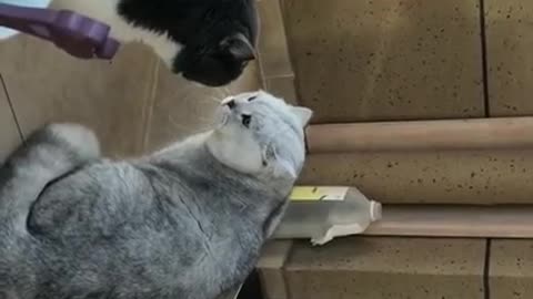 Cute Cat, but they are fighting for what? Violent cats fighting