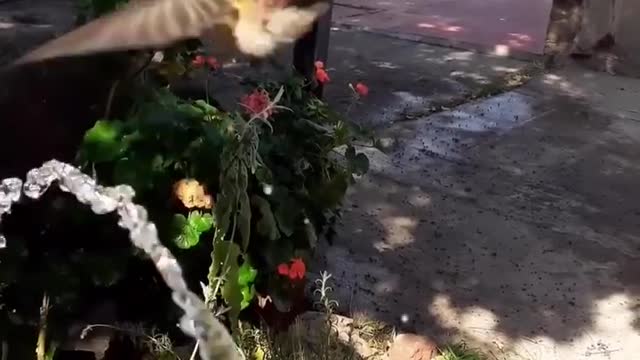 Hummingbird takes a morning shower