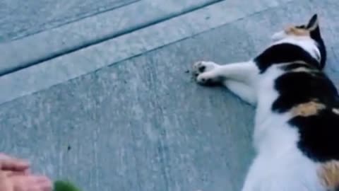 cute and funny animals