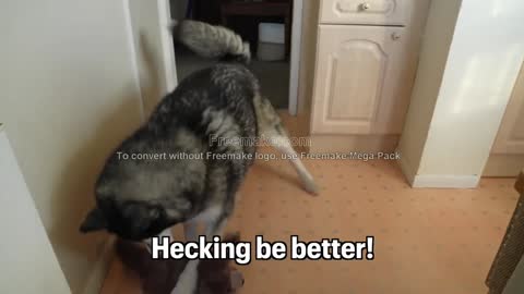Husky THREW His Bowl at Me & LOST His WAFFLE!