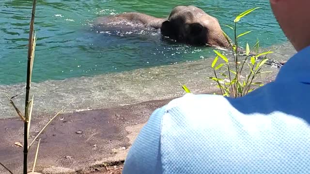 Elephant playing in the water