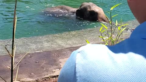 Elephant playing in the water