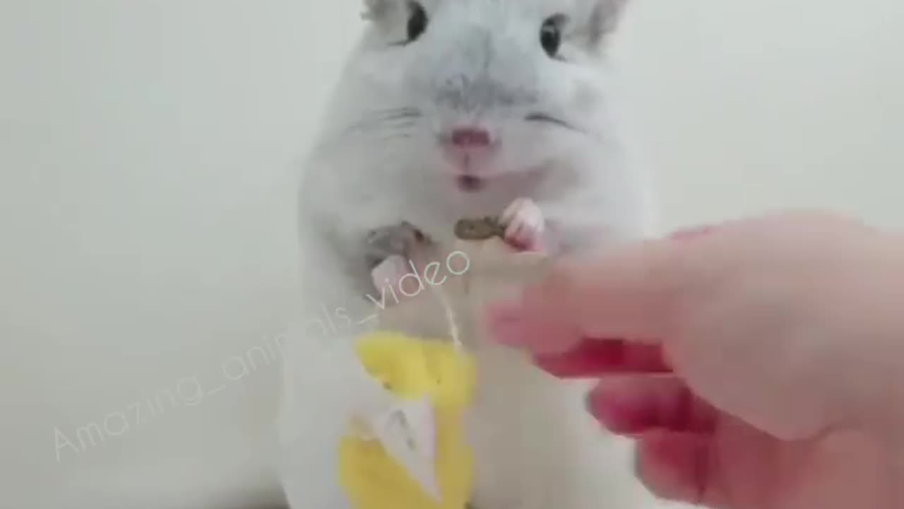 Funny rat holding bucket and lunch