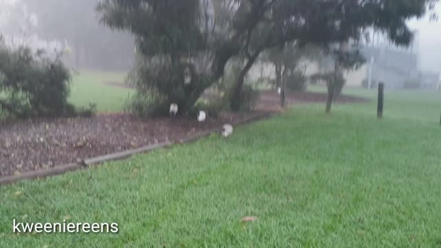 Pelicans wandering at the Park