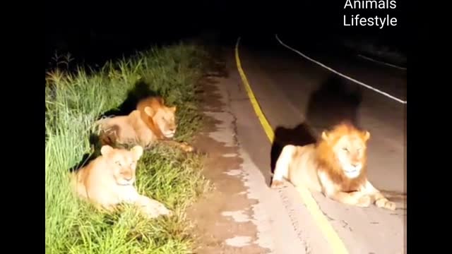 Lions at the night on the way to jungle