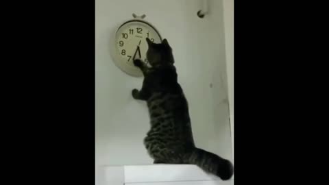 Funny animals - Funny cats _ dogs - Funny animal videos