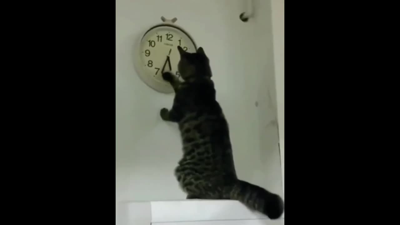 Funny animals - Funny cats _ dogs - Funny animal videos