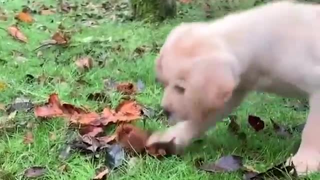 Funniest & Cutest Labrador Puppies #1 - Funny Puppy Videos 2022