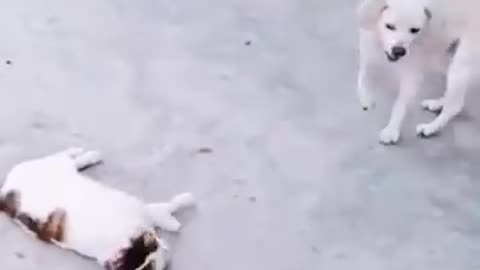 Cat and dog funny video 😆😆😆😆