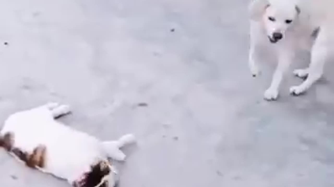 Cat and dog funny video 😆😆😆😆