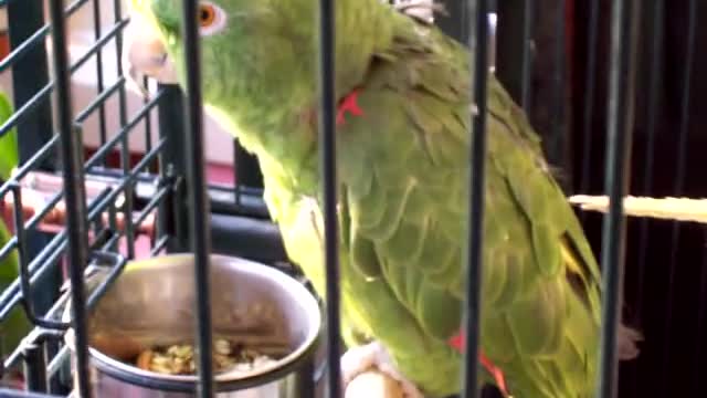 Amazing Parrot sings Opera like a human singer!