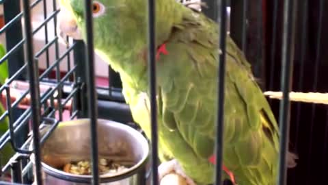 Amazing Parrot sings Opera like a human singer!