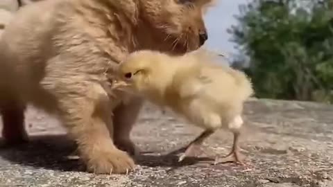 Happy puppy play with chiken