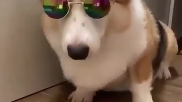 Funny Corgi dog