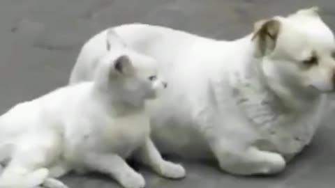 "Furry Funnies: The Ultimate Pet Blooper Reel"