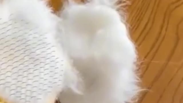 Cat Log Hair Problem Solve #shorts #cute #cat #firstshortvideo