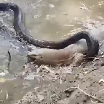 sinak_ki_video_#video_#animal_#youtube(720p)