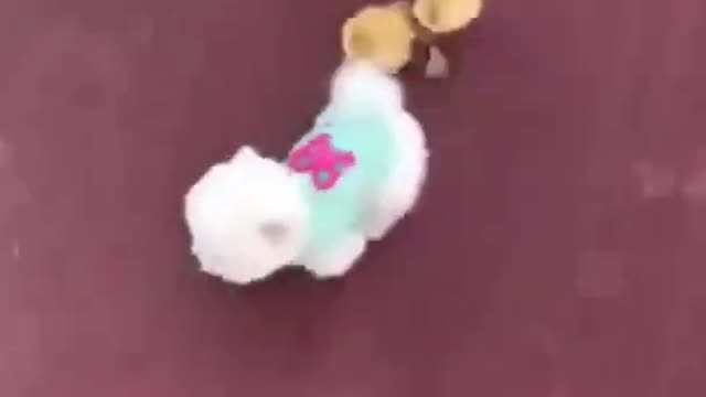 Cute dog vs Bird