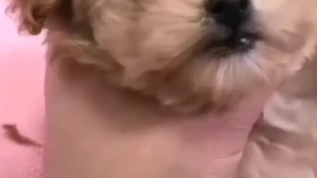 dog was blind because his fur didn't let him see