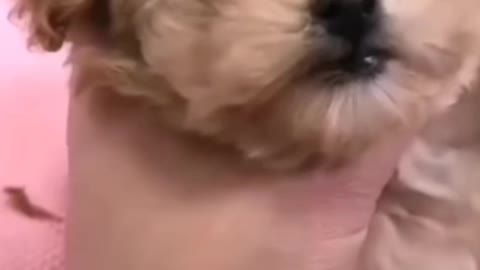 dog was blind because his fur didn't let him see