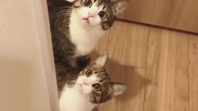 Two cute kittens.