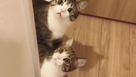 Two cute kittens.