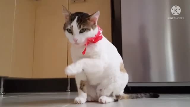 Cute cat funny video || cat video||