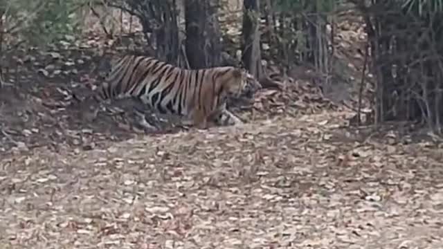 Giant tiger crossing road|animal videos