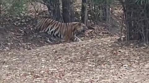 Giant tiger crossing road|animal videos