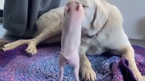 Dog and pig baby play with eachother.